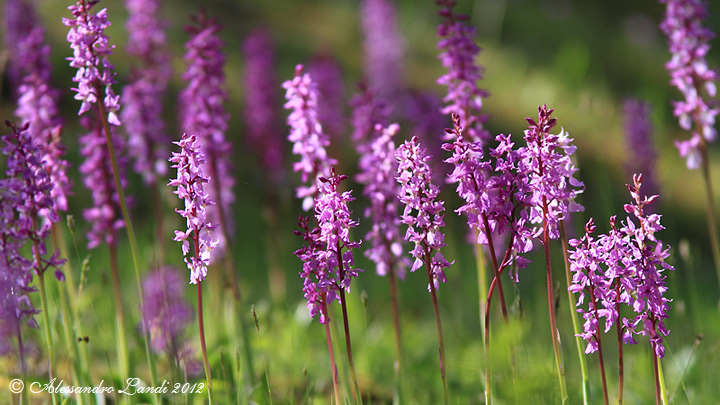 Orchis mascula - 07